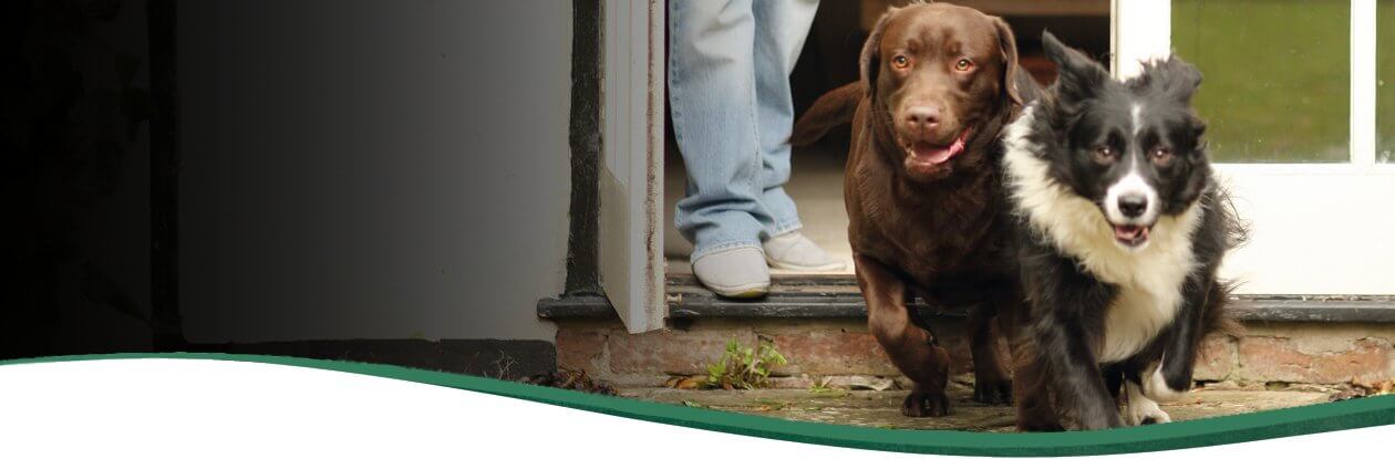 Las mejores vallas para perros para el interior de casa y control de acceso  al jardín
