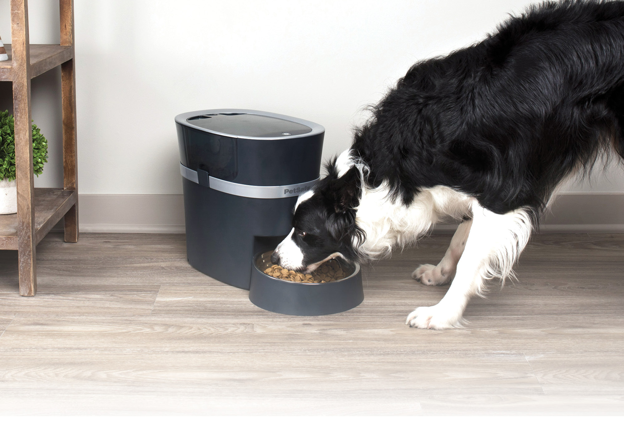 microchip cat feeder australia